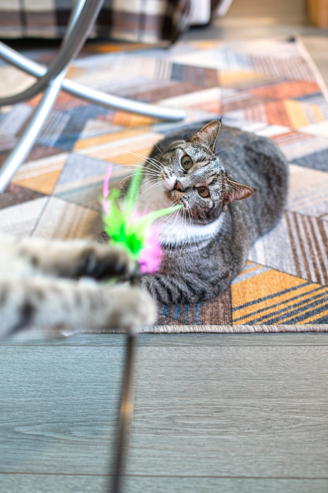 Interactive Play Delight How the Automatic Cat Toy with LED Laser Benefits Your Pets Wellness - Happy Tails - paws & love
