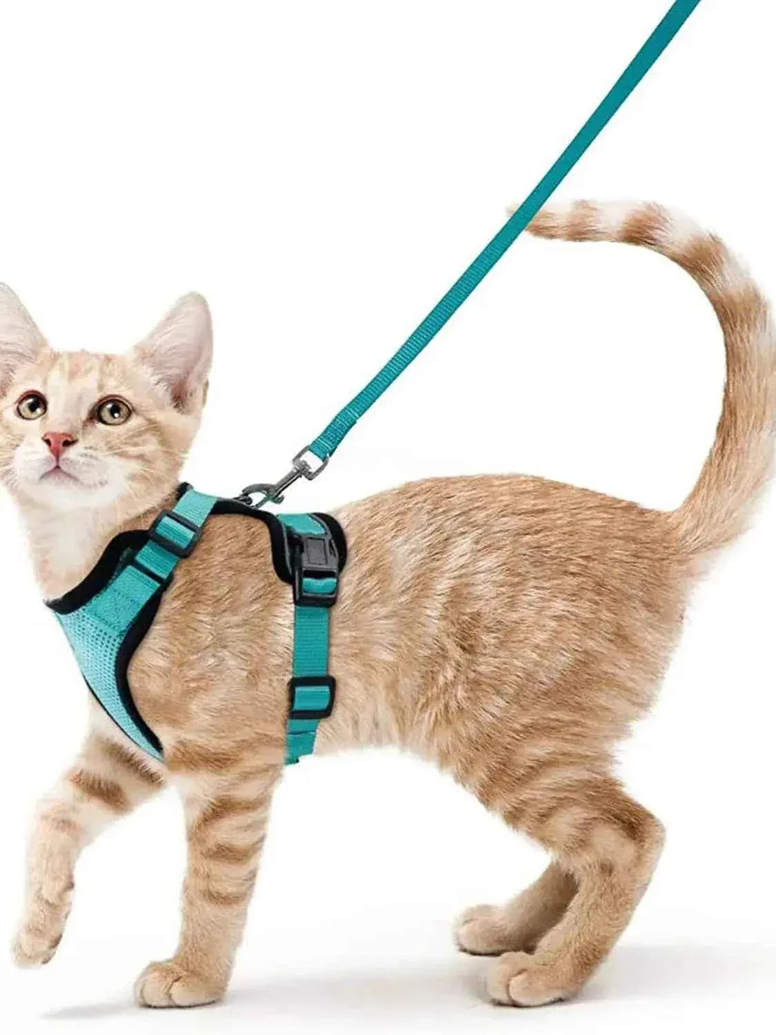 Cattitude Cat Harness & Leash - Happy Tails - paws & love