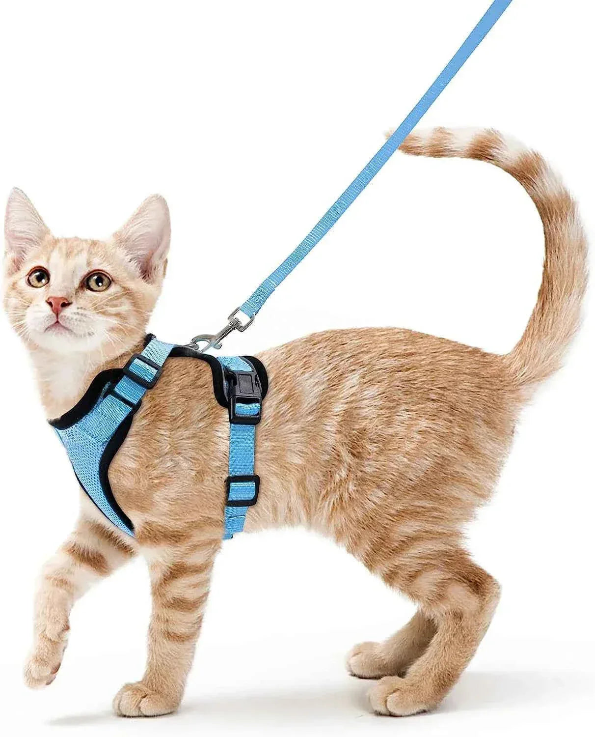 Cattitude Cat Harness & Leash - Happy Tails - paws & love