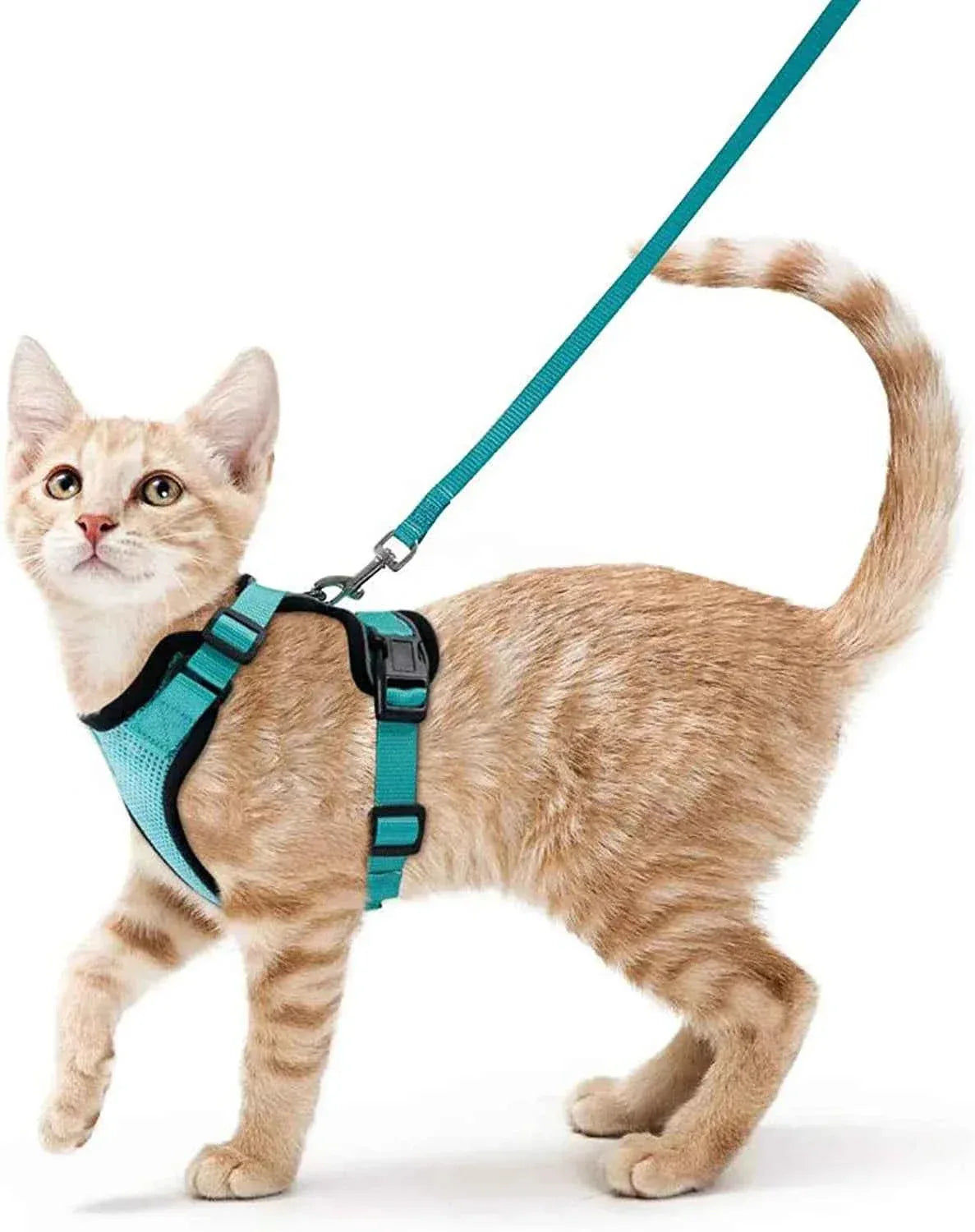 Cattitude Cat Harness & Leash - Happy Tails - paws & love
