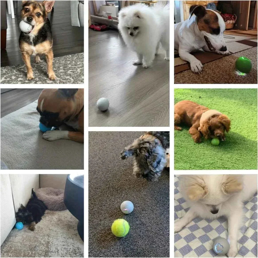 Smart Dog Toy Ball - Happy Tails - paws & love