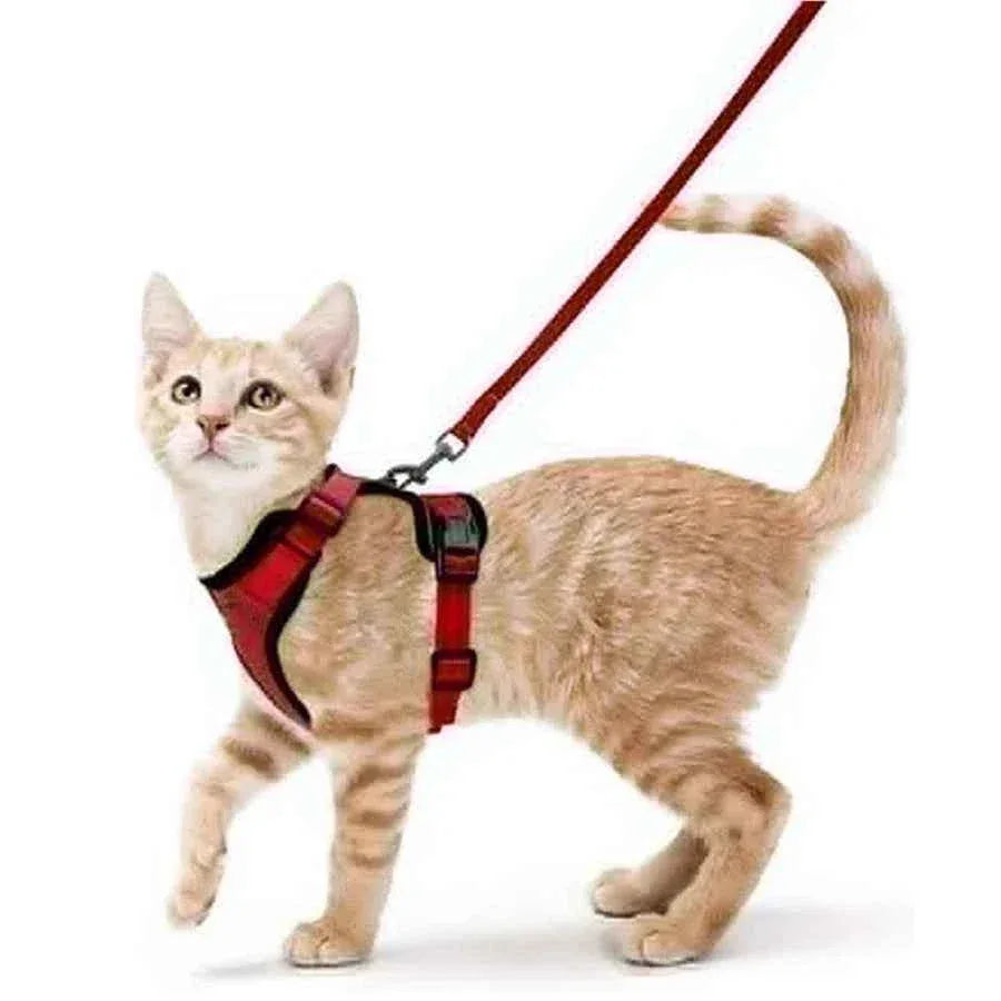 Cattitude Cat Harness & Leash - Happy Tails - paws & love