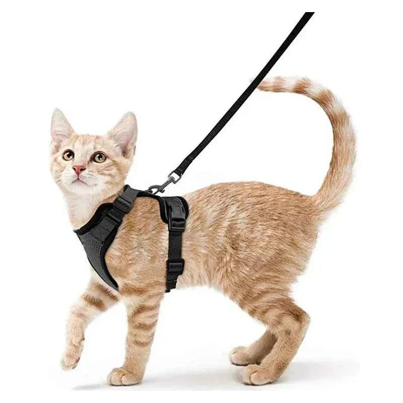 Cattitude Cat Harness & Leash - Happy Tails - paws & love