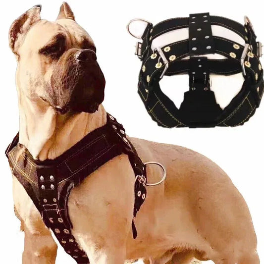 Large Dog Collar - Happy Tails