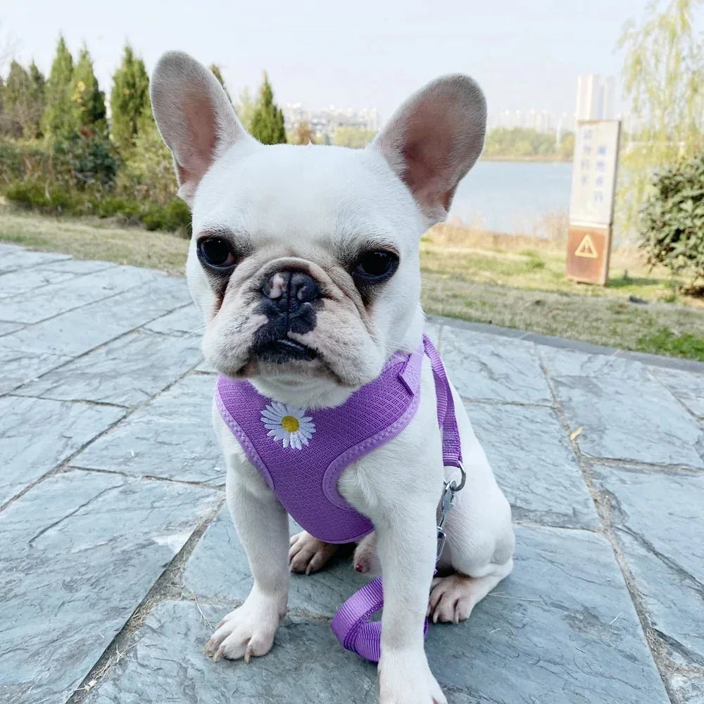 Cute Little Pet Harness - Happy Tails