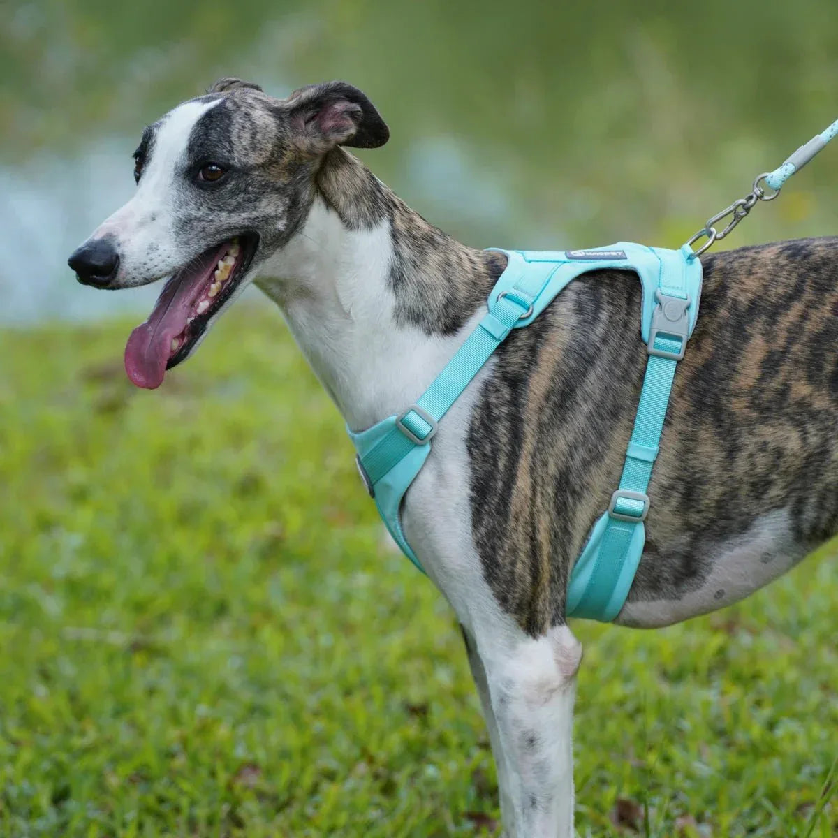 Adjustable Pet Harness - Happy Tails - paws & love