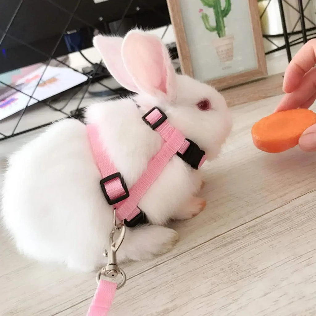 Kitten Adventures Harness & Leash Set - Happy Tails