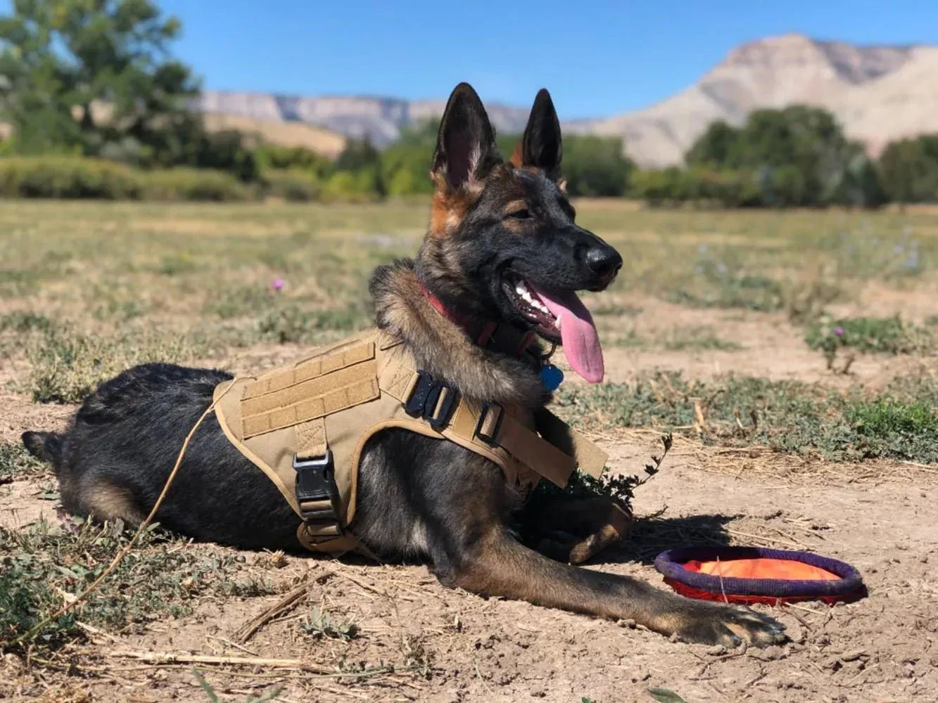 Military Dog Harness for Training - Happy Tails