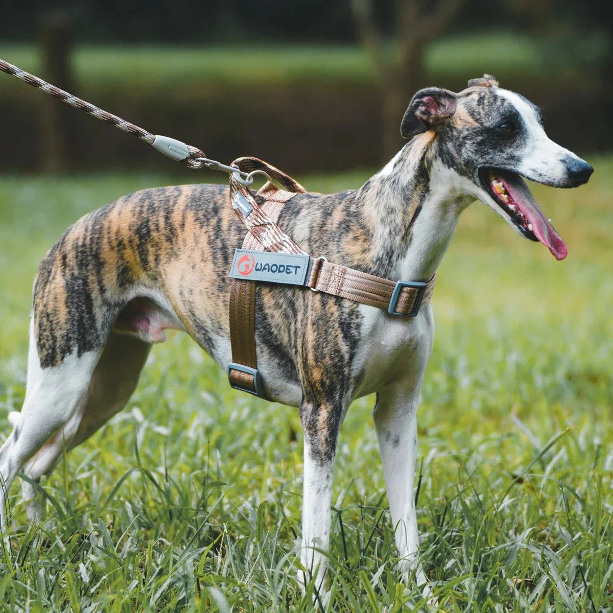 Dog Harnesses - Happy Tails